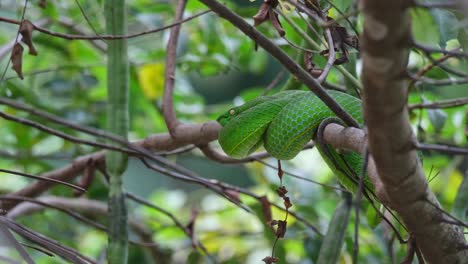 Camera-zooms-in-revealing-this-snake-breathing-and-looking-to-the-left-while-coiled-resting-on-the-branch,-Vogel’s-Pit-Viper-Trimeresurus-vogeli,-Thailand