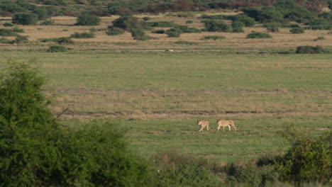 Two-Lionesses-Walking-In-The-Grass-Field---Wide-Shot