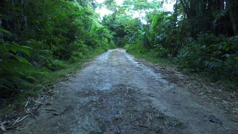 Camino-Rural-Cruzando-Un-Frondoso-Bosque