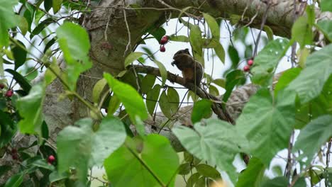 Die-Kamera-Zoomt-Heraus-Und-Gleitet-Nach-Rechts,-Während-Dieses-Eichhörnchen-Früchte-Frisst,-Burmesisches-Streifenhörnchen-Tamiops-Mcclellandii,-Thailand