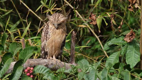 Looking-to-the-right-then-looks-down-while-exposed-to-the-morning-sun,-Buffy-Fish-Owl-Ketupa-ketupu,-Thailand