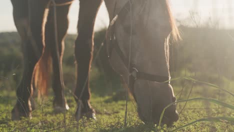 Horse-Grazing-On-A-Green-Meadow-In-Sunset---Close-Up