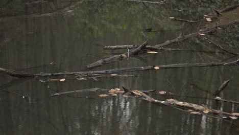 Slow-motion-stock-footage-of-calm-water-and-lakes-rippling