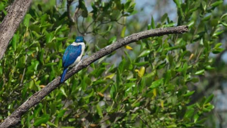 Seen-from-its-back-facing-to-the-right-then-looks-towards-the-forest-during-a-sunny-day,-Collared-Kingfisher-Todiramphus-chloris,-Thailand