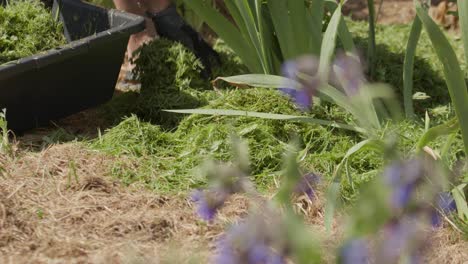 Gardener-using-Grass-Clippings-As-Mulch-In-Garden-Plants
