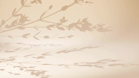 Background-shadow-leaf-tree-plant-over-sandy-wall-corner-studio-house-animation