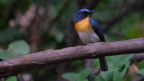 Looking-to-the-right-while-the-camera-zooms-in,-Indochinese-Blue-Flycatcher-Cyornis-sumatrensis-Male,-Thailand