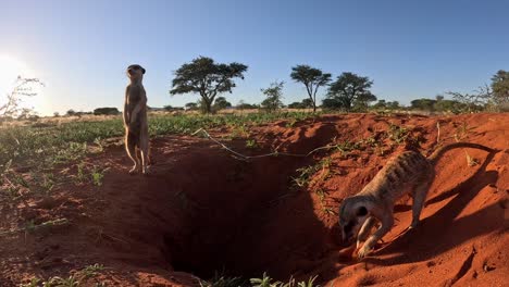 A-suricate-Meerkat-standing-upright-at-the-burrow-early-morning-looking-around-while-another-one-digs-in-the-red-Kalahari-sand-next-to-him