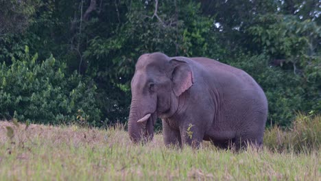 Seen-using-its-trunk-to-bring-food-into-its-mouth-while-facing-to-the-left-then-moves-forward-and-flaps-its-ears,-Indian-Elephant-Elephas-maximus-indicus,-Thailand