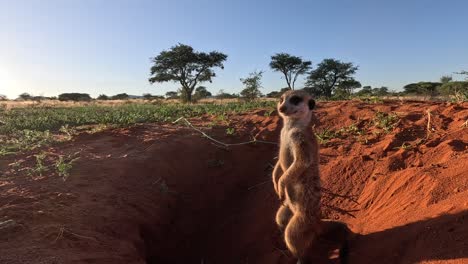 Suricate-Meerkat-standing-upright-at-the-burrow-looking-around-while-another-one-returns-to-the-hole,-Southern-Kalahari