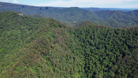 Densos-árboles-En-La-Selva-Tropical-Y-Las-Montañas-Del-Valle-De-Currumbin,-Queensland,-Australia---Toma-Aérea