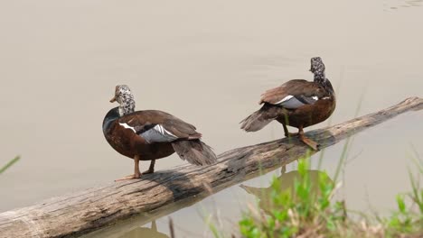 Back-to-back-standing-on-a-log-as-one-pushes-its-head-forward-and-turns-around-then-the-other-poops,-White-winged-Duck-Asarcornis-scutulata,-Thailand