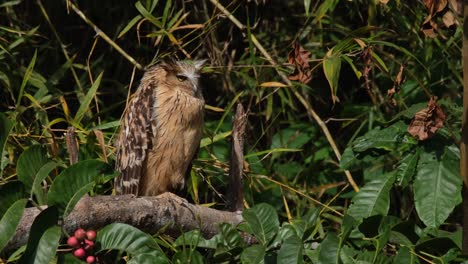 Looking-towards-the-camera-sleepy-and-turns-its-head-facing-to-the-right-as-sunlight-dims-when-clouds-hover-above-in-the-sky,-Buffy-Fish-Owl-Ketupa-ketupu,-Thailand