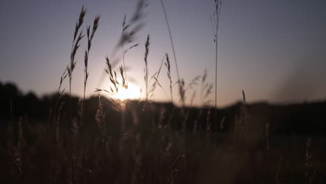 Cinematic-close-up-of-wheat-in-field-at-sunset-with-plant-shadows-and-warm-sunshine-during-summer