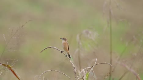Facing-to-the-left-wagging-its-tail-as-the-camera-zooms-out-revealing-a-windy-grassland-scenario,-Amur-Stonechat-or-Stejneger's-Stonechat-Saxicola-stejnegeri,-Thailand