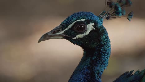 Beautiful-close-up-of-royal-blue-peacock’s-head-looking-around-distracted-with-eyes-reflecting-environmental-light-in-its-natural-environment