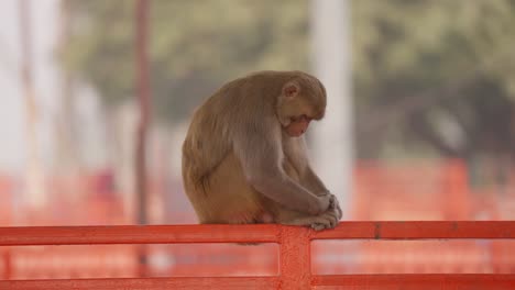Close-up-of-shrunken-monkey-sleeping-on-bridge-railing