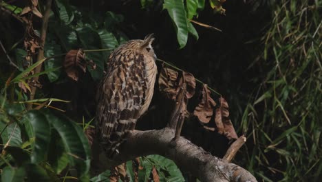 Resting-and-turned-its-head-towards-its-left-while-perched-on-a-branch-as-seen-from-its-back,-Buffy-Fish-Owl-Ketupa-ketupu,-Thailand