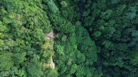 üppiger-Wald-In-Tropischer-Und-Exotischer-Landschaft,-Guadeloupe