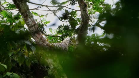 Camera-zooms-out-and-then-slides-to-the-left-as-this-bird-is-seen-through-thick-leaves-and-branches,-Philippine-Eagle-Pithecophaga-jefferyi,-Philippines