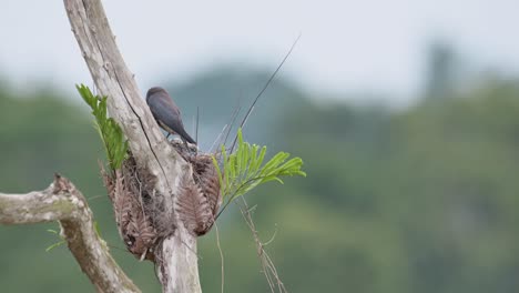 Seen-from-its-back-wagging-its-tail-while-tending-its-nestlings-during-a-windy-day,-Ashy-Woodswallow-Artamus-fuscus,-Thailand
