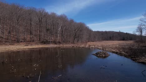 waterfowl-and-beaver-dam-on-a-tacit-pond-near-forests-and-fields-in-northeastern-united-states-woodlands
