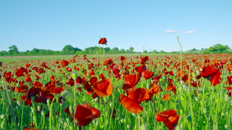 Slow-motion-close-up-of-red-poppy-field-blowing-in-the-wind