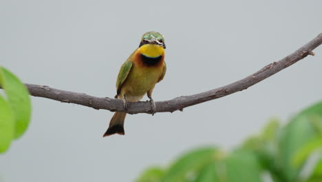 Little-Bee-Eater-Bird-Perching-In-Small-Branch-The-Fly-Away