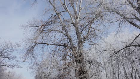 Winter-Trees-Through-Asphalt-Roads-Near-Galati,-Romania