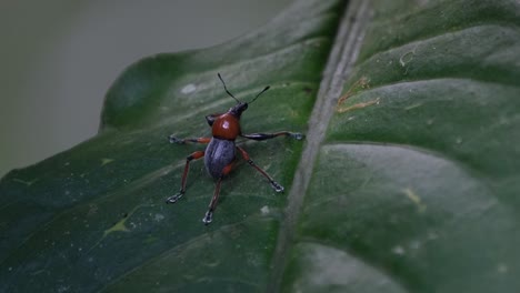 Camera-zooms-out-while-it-slides-towards-the-right-revealing-this-weevil-on-a-leaf-in-the-dark-of-the-forest,-Metapocyrtus-ruficollis,-Philippines