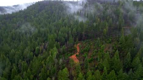 Luftaufnahme-über-Baumwipfeln-Mit-Bergnebel-Im-Muir-Woods-National-Monument