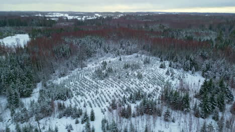 Reforestation-of-cleared-snow-covered-woodland-area-for-the-timber-trade,-aerial
