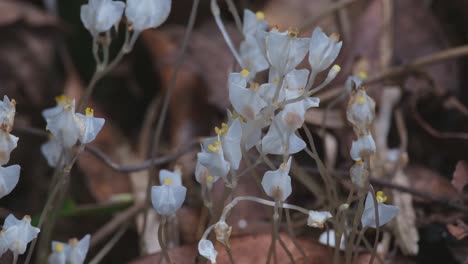 Camera-zooms-out-these-lovely-white-wildflowers-on-the-forest-ground,-Burmannia-sp