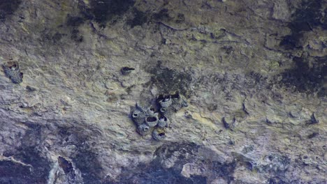 Dies-Ist-Ein-Statisches-Video-Von-Klippenschwalben-Und-Ihrem-Nest-Am-Boden-Einer-Höhle