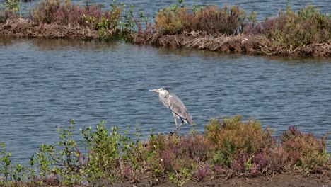 Seen-at-the-edge-of-the-water-standing-on-one-leg-while-facing-to-the-left,-Grey-Heron-Ardea-cinerea,-Thailand
