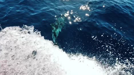 Delfines-Nadando-Frente-Al-Barco-De-La-Costa-De-Gran-Canaria.
