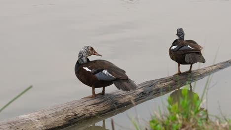 Two-individuals-on-a-log-while-the-other-on-the-right-scratches-its-head-with-its-left-foot,-White-winged-Duck-Asarcornis-scutulata,-Thailand