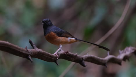 Camera-zooms-out-while-facing-to-the-left-and-looking-around-as-the-camera-zooms-out,-White-rumped-Shama-Copsychus-malabaricus,-Thailand