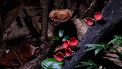 Camera-zooms-out-revealing-this-beautiful-forest-ground-scenario,-Red-Cup-Fungi-or-Champagne-Mushroom-Cookeina-sulcipes,-Thailand