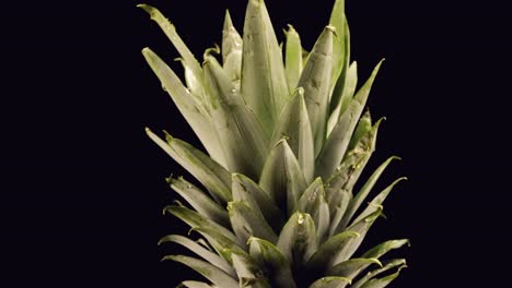 Closeup-of-pineapple-crown-to-base,-slightly-worn-edges-of-leaves-spins-against-black-background