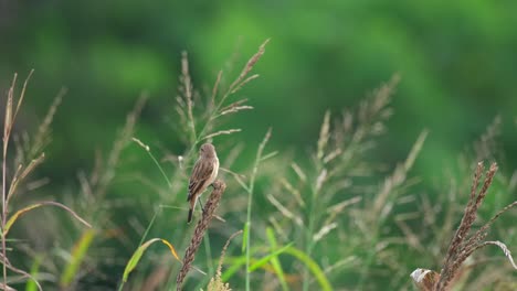 Seen-from-its-back-side-wagging-then-scratches-itself-while-on-top-of-a-grass-at-an-open-field,-Amur-Stonechat-or-Stejneger's-Stonechat-Saxicola-stejnegeri,-Thailand