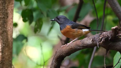 Perched-on-a-branch-while-looking-up-and-down-in-the-forest,-White-rumped-Shama-Copsychus-malabaricus,-Thailand