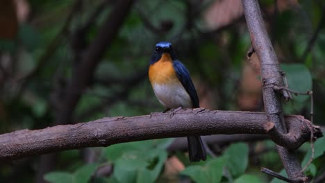 Hermoso-Plumaje-De-Este-Pájaro-Mirando-A-Su-Alrededor-Mientras-Está-Posado-En-Una-Rama-Desnuda-En-El-Bosque,-Papamoscas-Azul-Indochino-Cyornis-Sumatrensis-Macho,-Tailandia