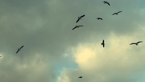 A-gathering-of-seagulls-soaring-gracefully-through-the-overcast-sky,-capturing-a-serene-moment-amidst-the-cloudscape