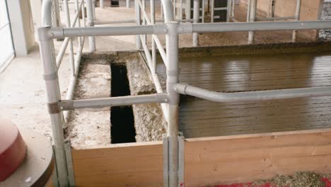 Automatic-liquid-manure-cleaning-system-in-modern-cowshed