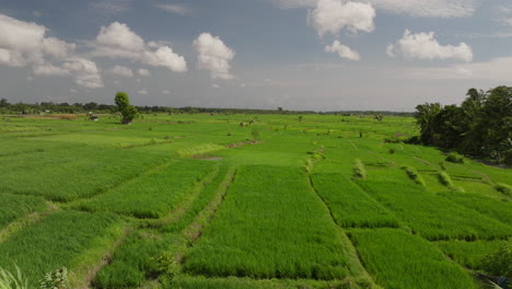 Reispflanzen-Wiegen-Sich-Rhythmisch,-Während-Der-Wind-über-üppige-Grüne-Felder-Weht