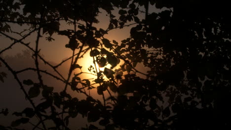 Sunset-beaming-through-mist,-tree-leaves-and-thorns-silhouettes