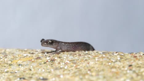 Slimy-gret-spotted-salamander-quickly-vibrates-pulsing-throat,-macro-closeup-on-sandy-ground