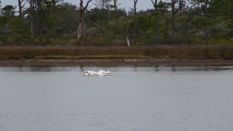 Eine-Gruppe-Weißer-Pelikane-Gruppiert-Sich,-Um-In-Einer-Flachen-Bucht-In-Florida-Fische-Zu-Fressen