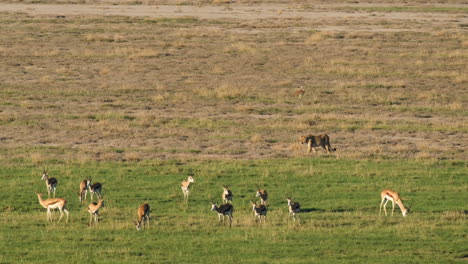 Lioness-Walking-On-Field-With-Herd-Of-Gazelles-In-Africa